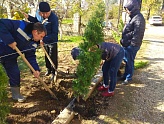 ЭНЕРГОСБЫТ САЖАЕТ КИПАРИСЫ ЭНЕРГОСБЫТ САЖАЕТ КИПАРИСЫ